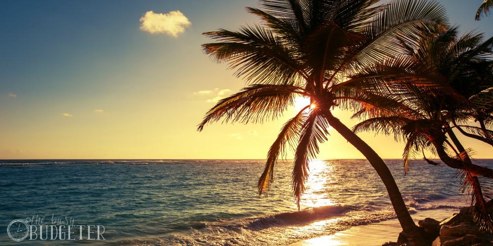 Palm tree on the tropical beach, sunrise shot