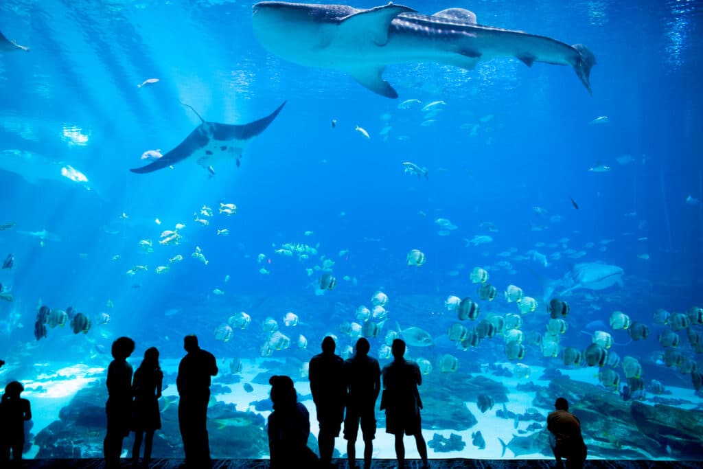 Unidentified people watch a whale shark swim by at the Georgia Aquarium in Atlanta, Georgia